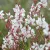 Gaura lindheimeri Whirling Butterflies - Whirling Butterflies díszgyertya