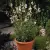Gaura lindheimeri Whirling Butterflies - Whirling Butterflies díszgyertya