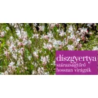 Gaura lindheimeri Whirling Butterflies - Whirling Butterflies díszgyertya