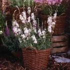 Gaura lindheimeri Whirling Butterflies - Whirling Butterflies díszgyertya