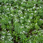 Gallium odoratum - szagos müge