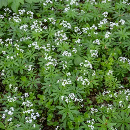 Gallium odoratum - szagos müge