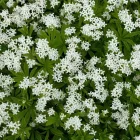 Gallium odoratum - szagos müge