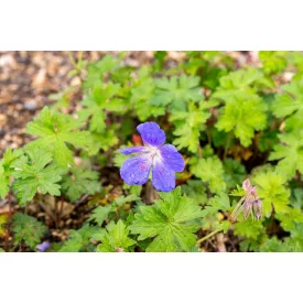 Geranium Brookside - kék gólyaorr