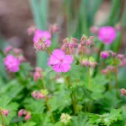 Geranium cantabrigiense Berggarten - angol gólyaorr
