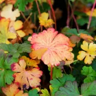 Geranium cantabrigiense Berggarten - angol gólyaorr