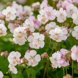 Geranium cantabrigiense Biokovo - angol gólyaorr
