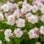 Geranium cantabrigiense Biokovo - angol gólyaorr