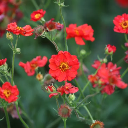 Geum chiloense Fireball - chilei gyömbérgyökér