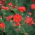 Geum chiloense Fireball - chilei gyömbérgyökér