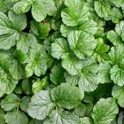 Geum chiloense Fireball - chilei gyömbérgyökér
