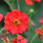 Geum chiloense Fireball - chilei gyömbérgyökér