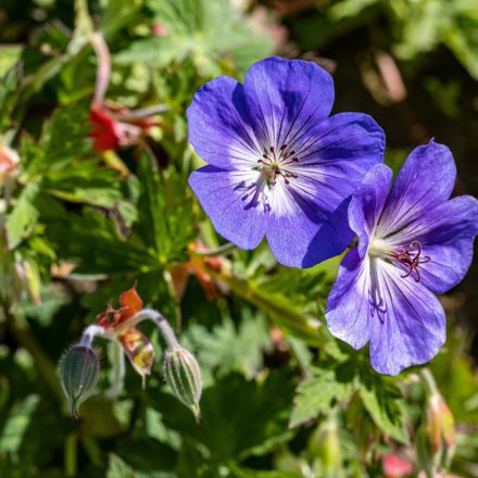 Geranium himaleyense Baby Blue - himalájai gólyaorr