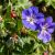Geranium himaleyense Baby Blue - himalájai gólyaorr