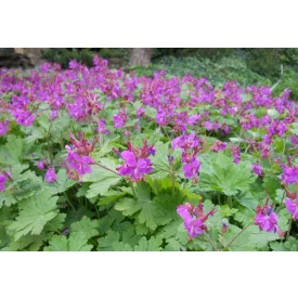 Geranium macrorrhizum - illatos gólyaorr