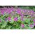 Geranium macrorrhizum - illatos gólyaorr