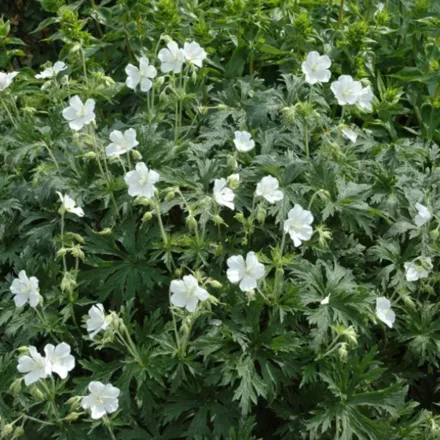 Geranium maculatum Album - foltos gólyaorr