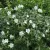 Geranium maculatum Album - foltos gólyaorr