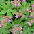 Geranium macrorrhizum Czakor- illatos gólyaorr