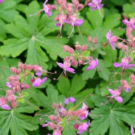 Geranium macrorrhizum Ingwersens Variety- illatos gólyaorr