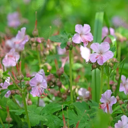 Geranium macrorrhizum Ingwersens Variety- illatos gólyaorr