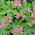 Geranium macrorrhizum Ingwersens Variety- illatos gólyaorr