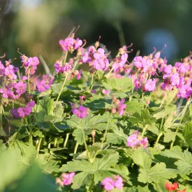 Geranium macrorrhizum Sandy's Smile - illatos gólyaorr