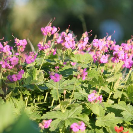 Geranium macrorrhizum Sandy's Smile - illatos gólyaorr