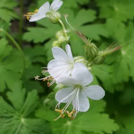 Geranium macrorrhizum White Ness - illatos gólyaorr