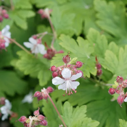 Geranium macrorrhizum White Ness - illatos gólyaorr