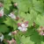 Geranium macrorrhizum White Ness - illatos gólyaorr
