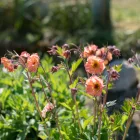 Geum Nonna - gyömbérgyökér
