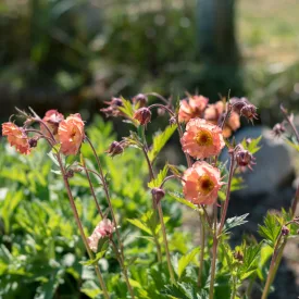 Geum Nonna - gyömbérgyökér