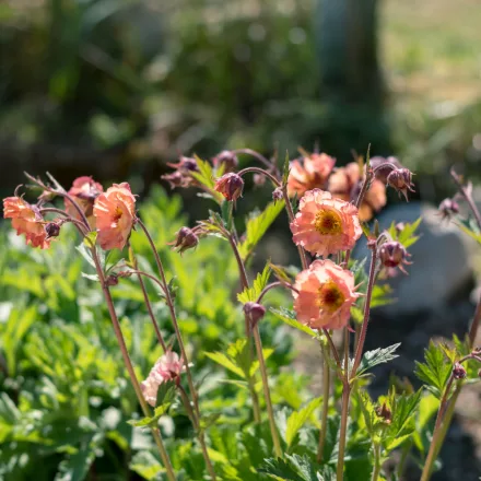 Geum Nonna - gyömbérgyökér