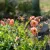 Geum Nonna - gyömbérgyökér