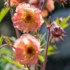 Geum Nonna - gyömbérgyökér