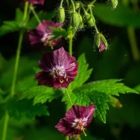 Geranium phaeum Samobar - fodros gólyaorr