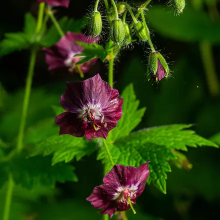 Geranium phaeum Samobar - fodros gólyaorr