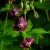 Geranium phaeum Samobar - fodros gólyaorr