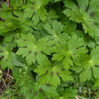 Geranium phaeum Samobar - fodros gólyaorr