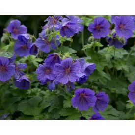 Geranium Philippe Vapelle - gólyaorr