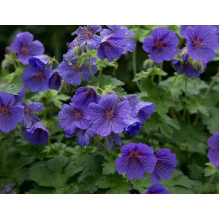 Geranium Philippe Vapelle - gólyaorr