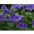 Geranium Philippe Vapelle - gólyaorr