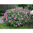 Geranium sanguineum Max Frei- piros gólyaorr