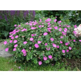 Geranium sanguineum Max Frei- piros gólyaorr