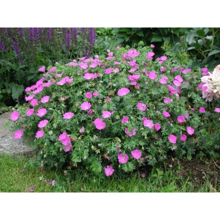 Geranium sanguineum Max Frei- piros gólyaorr