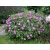 Geranium sanguineum Max Frei- piros gólyaorr