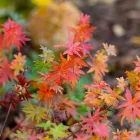 Geranium sanguineum Max Frei- piros gólyaorr