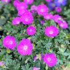 Geranium sanguineum Max Frei- piros gólyaorr