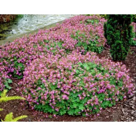 Geranium cantabrigiense Cambridge - angol gólyaorr